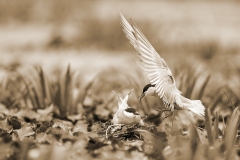 Z2 Whiskered Tern_1DX1419