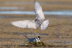 L3 Whiskered Tern_1DX1803