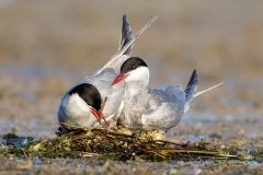 L4 Whiskered Tern_87a2359