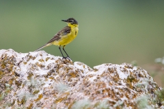 W51 Yellow wagtail_1DX2921