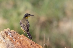 W6 Yellow wagtail_87A2816