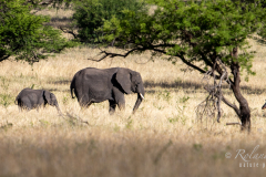 SERENGETI  November 2023