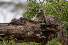 H8 Baboon_23I3583