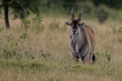 L2 Antilope_23I5659