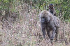 V8 Baboon-mit-Baby_23I3621
