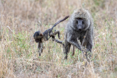 H9 Baboon-mit-Baby_23I3624