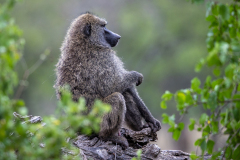 H8 Baboon_23I3636