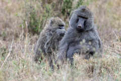 K2 Baboons_23I3617