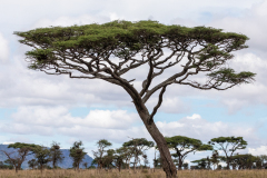 O4 Baum_87A4415