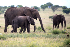 M1 Elefanten-mit-Baby_87A4918