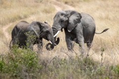 M5 Elefanten_23I4019