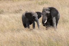 M4 Elefanten_23I4033