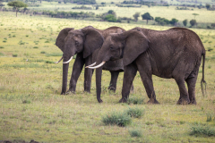 M2 Elefanten_87A4866