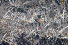 T8 Federn-Flamingosee_23I3781