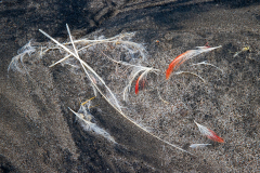 M8 Federn-Flamingosee_23I3782