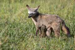 O6 Fuchsin-saugt-Babys_23I6715