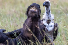 F2 Geier-Buffel-Aas_23I6208