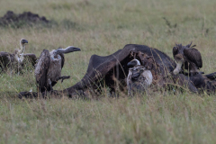 F1 Geier-am-Aas-1600x800_23I6167