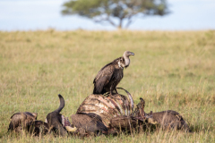 E7 Geier-auf-Aas_87A5025