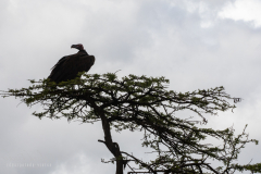 E9 Geier-auf-Baum_87A4797