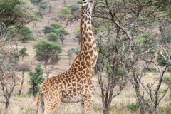 B6 Giraffe-800x1200_87A4141