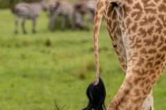 T4 Giraffenschwanz_87A5299