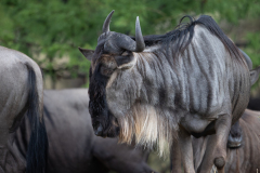 N2 Gnu_23I5547