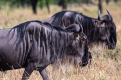 O1 Gnu_87A4706