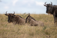 T2 Gnus_23I5127