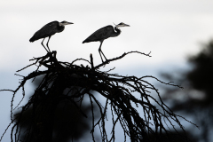 M7 Graureiher-Busch-xx_23I6449