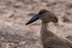 D91 Hamerkop-1200x800_23I4262