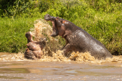 P5 Hippo-battle_23I7116
