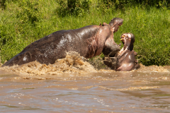 P4 Hippo-battle_23I7157