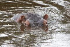 P2 Hippo_23I4097