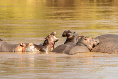 P3 Hippos_23I6961