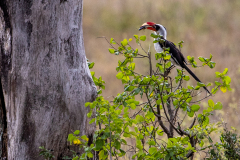 R2 Hornbill_23I4358