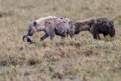 O2 Hyaena_23I5514