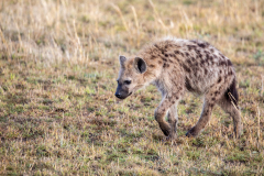 G4 Hyaena_87A4509