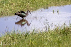 O8 Ibis_23I5800
