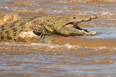 T1 Krokodil_23I6973