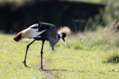 O7 Kronenkranich_23I6789