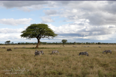 H1 Landschaft-mit-Zebras_87A4490-Kopie