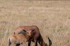 V3 Leierantilope-mit-Baby_87A4617