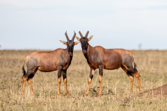 D6 Leierantilopen-1200x800_87A4595