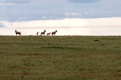 D7 Leierantilopen-1700x800_23I6542