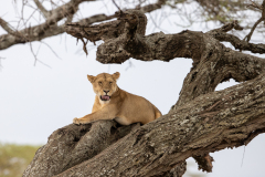 D4 Lowe-Baum_23I3528