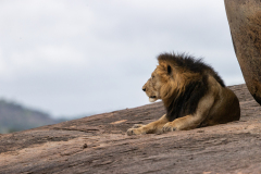 D2 Lowe-Stein_23I3893