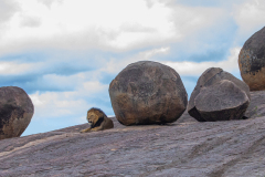 D5 Lowe-mit-Steinen-xxx_87A4307