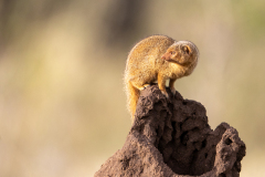 F4 Manguste_23I4346-Kopie