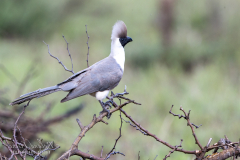O3 Nachtkehl-Larmvogel_23I4792-Kopie